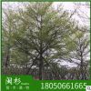 福建小叶榄仁 细叶榄仁基地直销批发 袋苗地苗 多种规格齐全