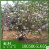 羊蹄甲 洋紫荆福建苗木基地批发。厂家直销行道庭院园林景观绿化