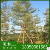 福建省锦叶榄仁 细叶榄仁基地直销批发 袋苗地苗 多种规格齐全