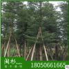 福建漳州小叶榄仁 细叶榄仁基地直销批发 袋苗地苗 多种规格齐全