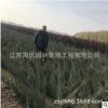 批发园林绿化雪松苗常绿绿化树苗栽植北京刺柏 绿化苗木栽植价优