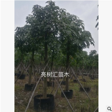 澳洲火焰木基地首发绿化行道树 全冠精品房地产用苗 观花植物澳火