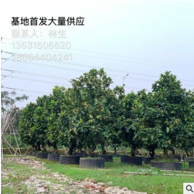 洋蒲桃基地首发 大量供应各规格洋蒲桃 莲雾 果树苗 水田苗 绿化