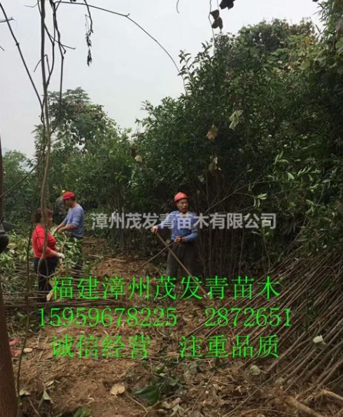 福建地区专业 丹桂 超低价来电咨询