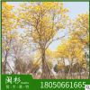 福建黄花风铃木树种植基地 供应多花 少花黄花风铃木