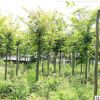 厂家直销 批发现挖现朴树苗 大量供应庭荫风景树工程绿化朴树