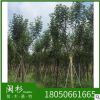 福建黄花风铃木树种植基地 供应 少花 多花黄花风铃木