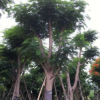 福建精品凤凰木，凤凰木移植苗袋苗基地 全冠凤凰木 精品红花楹