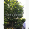 香泡 乔木 树木 园林 根系旺 树形优美 规格 齐全