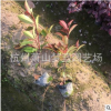 红叶石楠小杯  绿化苗木 灌木 地被 规格齐全 庭院 工程