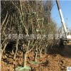 批发垂丝海棠小苗垂丝海棠 销售垂丝海棠工程苗垂丝海棠 量大从优