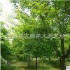 厂家直销速生白蜡 基地白蜡 金叶白蜡 防虫白蜡 量大从优