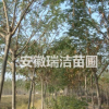 合欢 上海合欢 滁州合欢