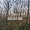 红榉 上海红榉 安徽红榉 滁州红榉 红榉树价格