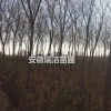 红榉 红榉树 安徽红榉