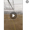 厂家直销供应栾树 复羽叶栾树 基地栾树 全冠栾树 质优价廉