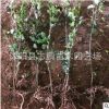 供应小叶女贞丛生小叶女贞 绿化小叶女贞 销售小叶女贞 质优价廉