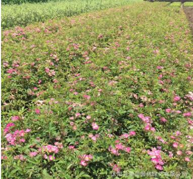 丰花月季 观花耐寒植物 绿化工程苗 小杯苗 基地直销