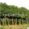 批发栾树丛生栾树 绿化栾树 10cm-12cm栾树 销售栾树 量大从优