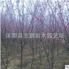 园林绿化可盆栽庭院观花植物 红梅小苗价格 红绿梅小苗造型盆景