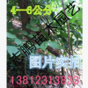 苗圃大量供应1--15公分紫藤，1--3年生苗 量大从优 欢迎采购