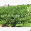 爬地柏 品种 规格 齐全 成活率 高 低价 梦蓝 绿化 苗木 批发