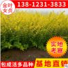苗圃绿化苗木 金叶女贞2-4分枝 黄叶女贞苗批发 绿化工程苗木