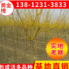 基地批发龙爪槐小苗 3-5公分黄金槐树苗 金枝槐速生苗