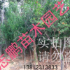 供应果树苗 石榴树 石榴苗 当年结果