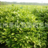 洒金桃叶 园林 绿化苗木 苗木 苗圃 苗木批发 园林公司 批发苗木