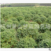 水蜡球 土球好 冠幅好 精品 优质苗 成活率高 萧山 园林 苗木直销
