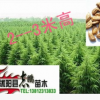 批发 雪松苗 雪松小苗 雪松树苗 绿化工程苗木规格齐全 量大优惠