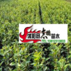 大量供应甜茶苗 可嫁接海棠量大从优