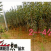 大量出售西湖海棠 垂丝海棠大小苗 规格齐全 品种齐全苗高20--2米