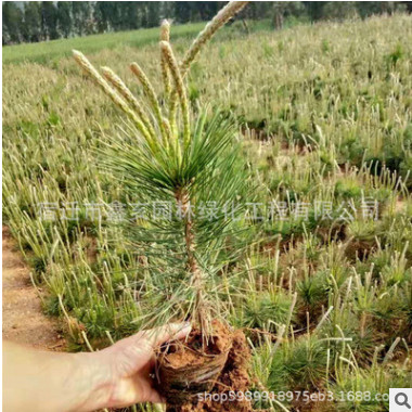 大量批发优质绿化苗 黑松黑松树 四季常青植物