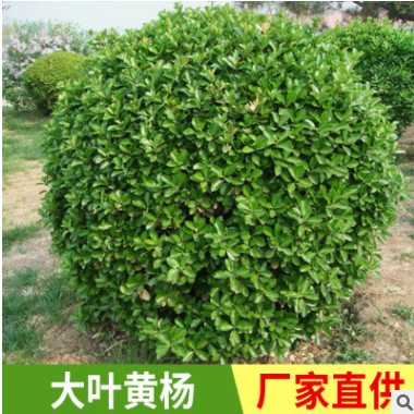 厂家直销 大叶黄杨柱园林绿化 大叶黄杨 绿化苗木高杆大叶黄杨