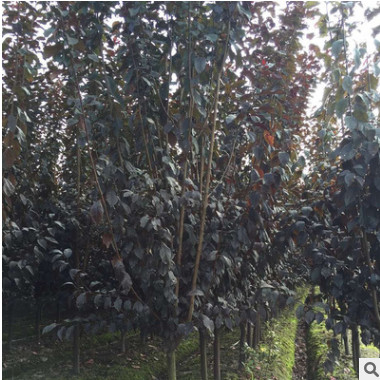 厂家直销 园林植物红叶 李小苗 紫叶李种苗 根系发达绿化苗木