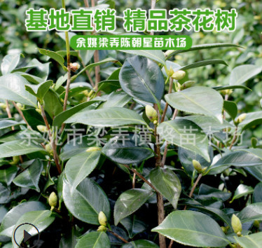 余姚梁弄苗木基地直销精品观赏茶花树 茶花苗 品种齐全全国批发