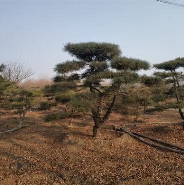 精选造型黑松货源畅购无忧好货价低造型黑松基地造型景松