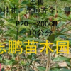 供应红丹桂花树 丹桂苗批发 红丹桂批发 花色优美气味香浓