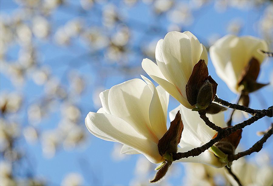 137192455_1552445173434_mthumb