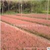 红叶小檗苗庭院绿化工程苗 红叶小檗彩色苗木供应 各种规格工程苗