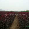 红叶李小苗 嵊州红叶李