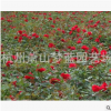 红帽子月季 精品苗 成活率 高 园林 绿化 工程 用苗 萧山苗圃直销