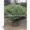 龟甲冬青毛球 土球好 冠幅好 萧山 苗圃 精品苗 园林 绿化 工程