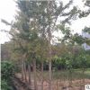 特价 银杏树 厂家直销庭院园林绿化苗产地货源基地直销 价格合理