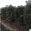 基地出售 红叶石楠柱 各种规格 品种齐全量大优惠 工程 公园