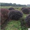 萧山基地出售 红花继木球 各种规格品种齐全 工程 公园 别墅