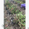 红叶石楠 土球好 冠幅好 花灌木 地被 球类 色块类 草花类 乔木