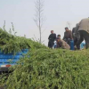 什么地方有垂柳树卖